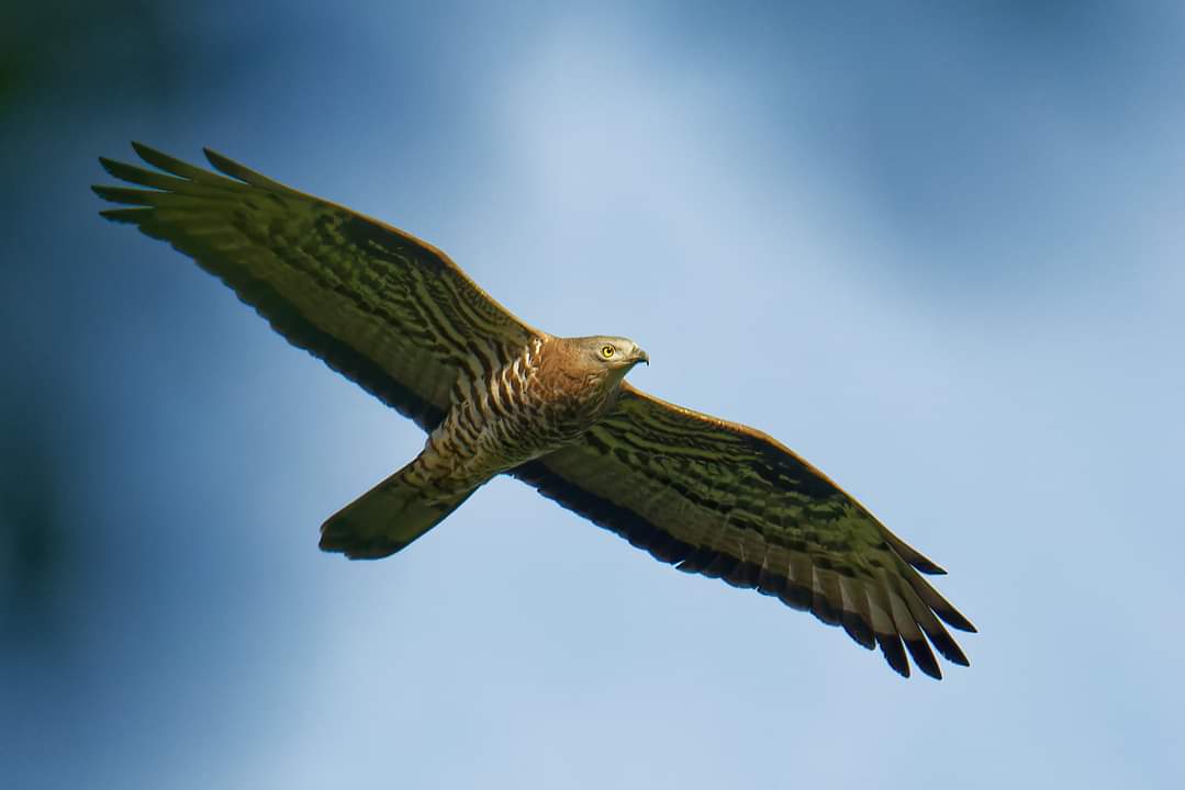 Les oiseaux de la nouvelle et ancienne lys